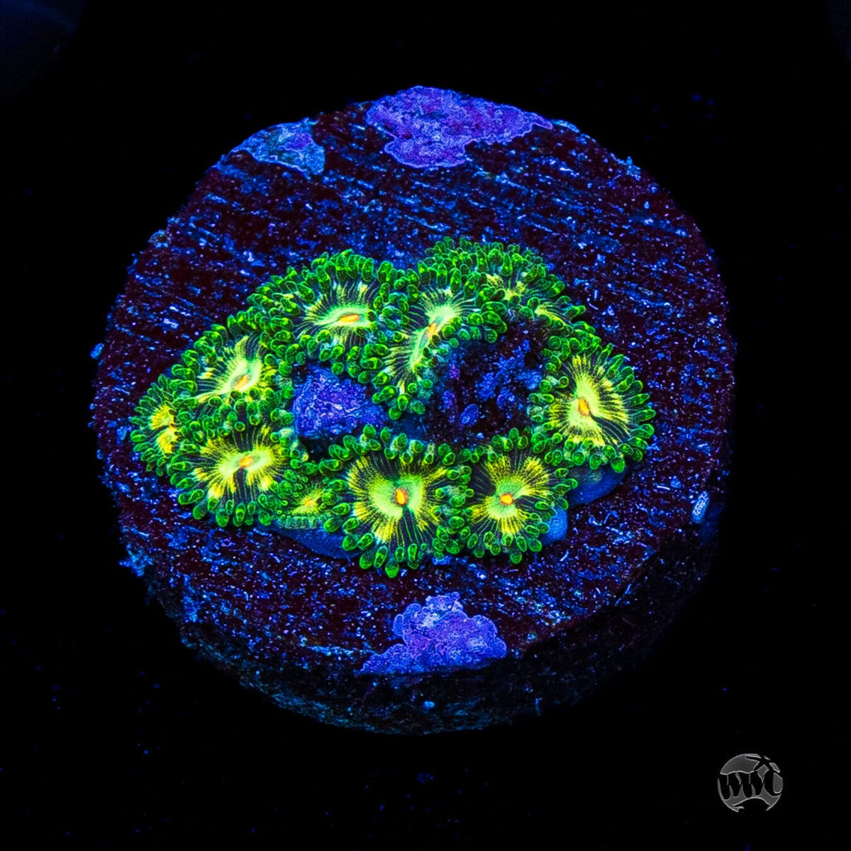 WWC Emerald Nightmare Zoanthids