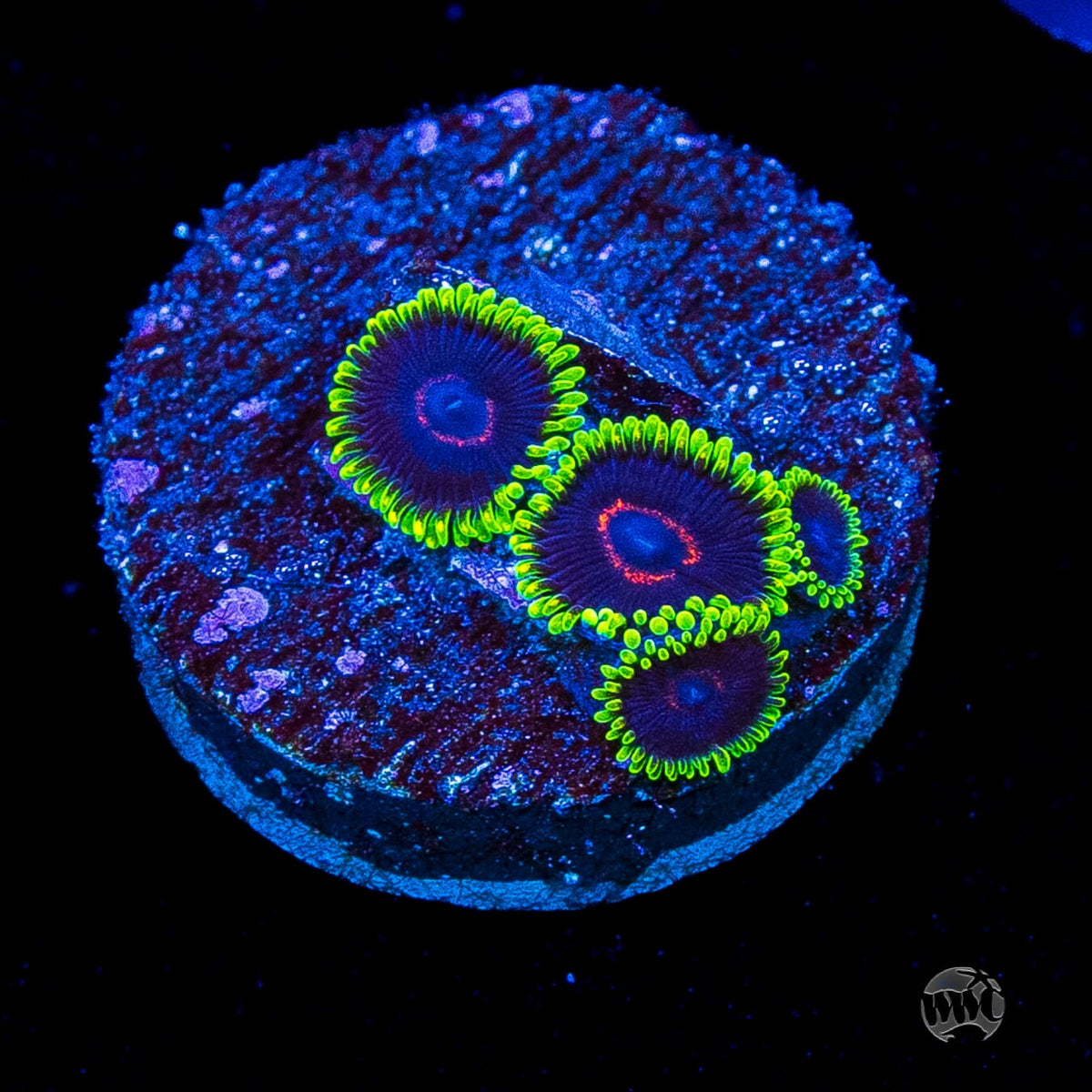 WWC Purple Hearts Zoanthids