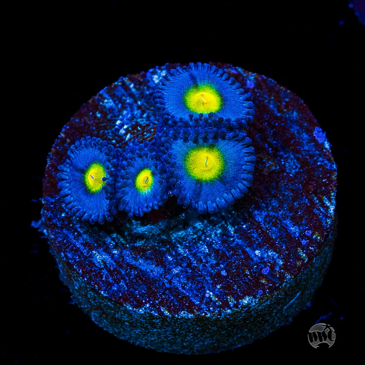 WWC AOI Zoanthids