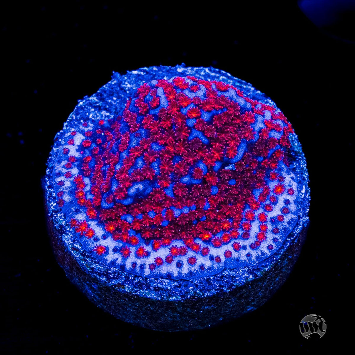 WWC Superman Montipora