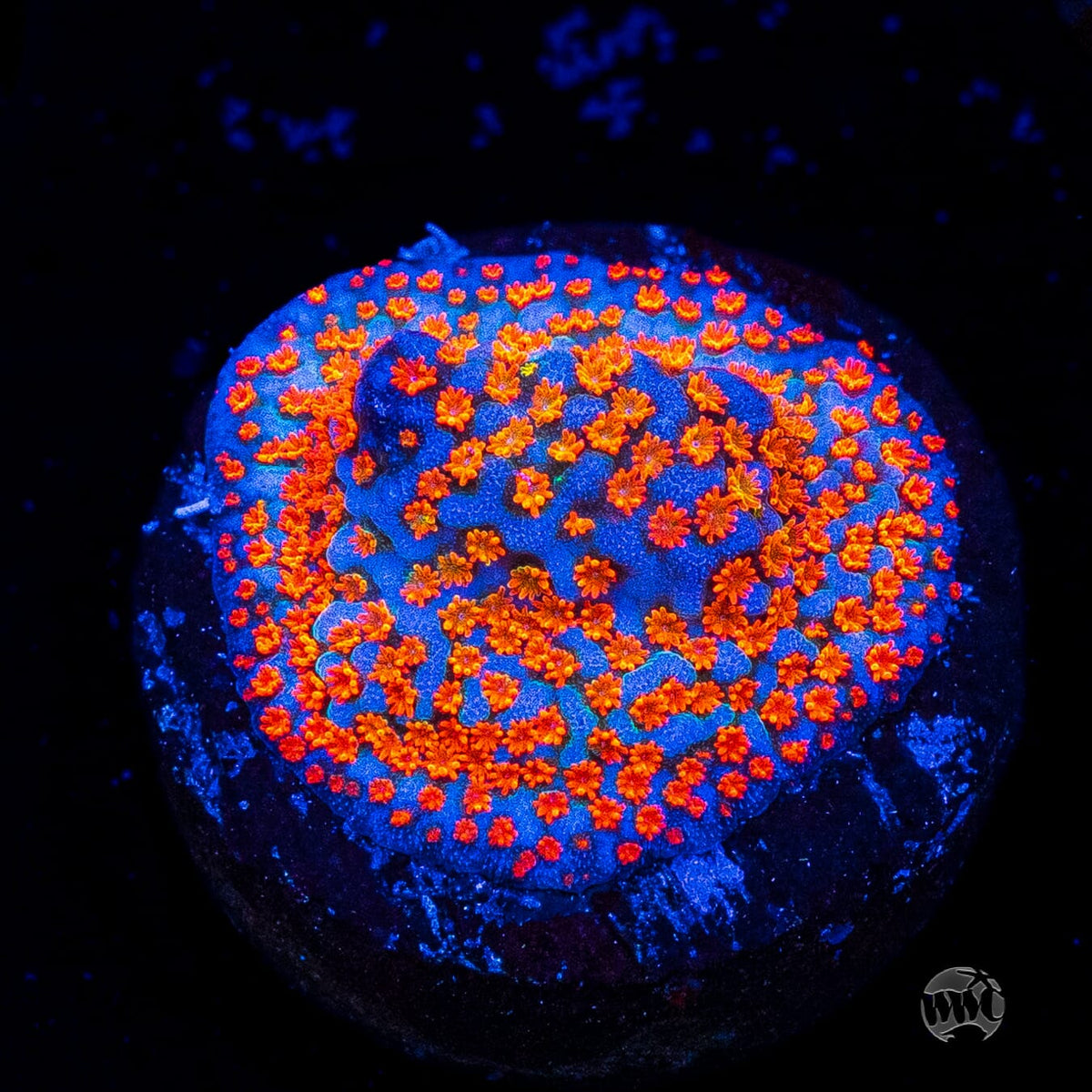 Jason Fox Dizzy Spell Montipora