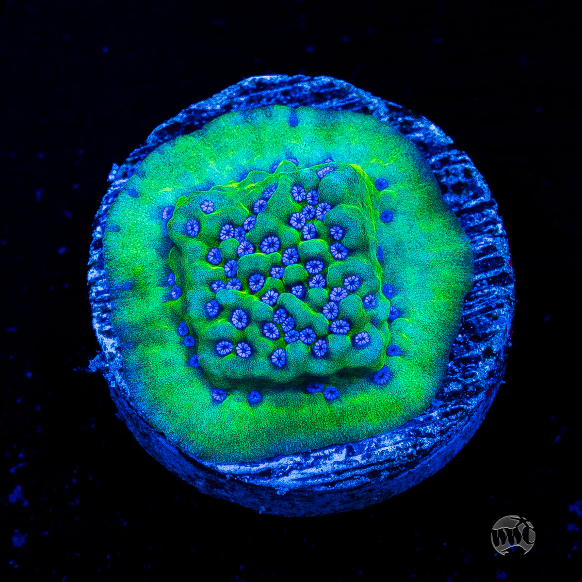 WWC Blue Comet Montipora