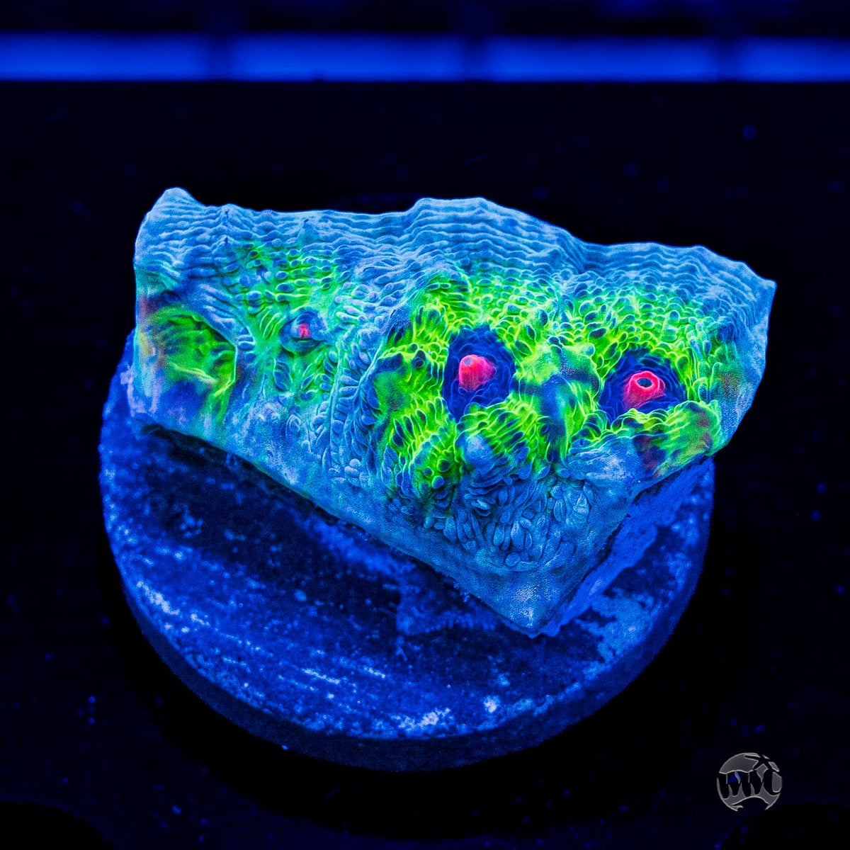 WWC Avatar Mycedium Chalice