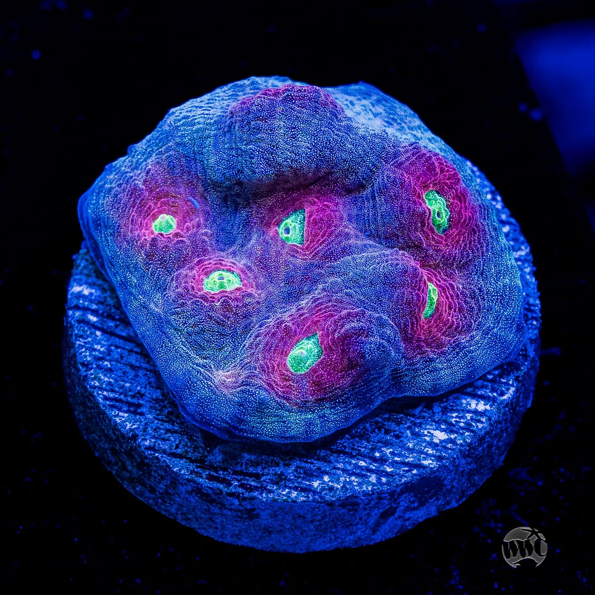 WWC Merlot Mycedium Chalice