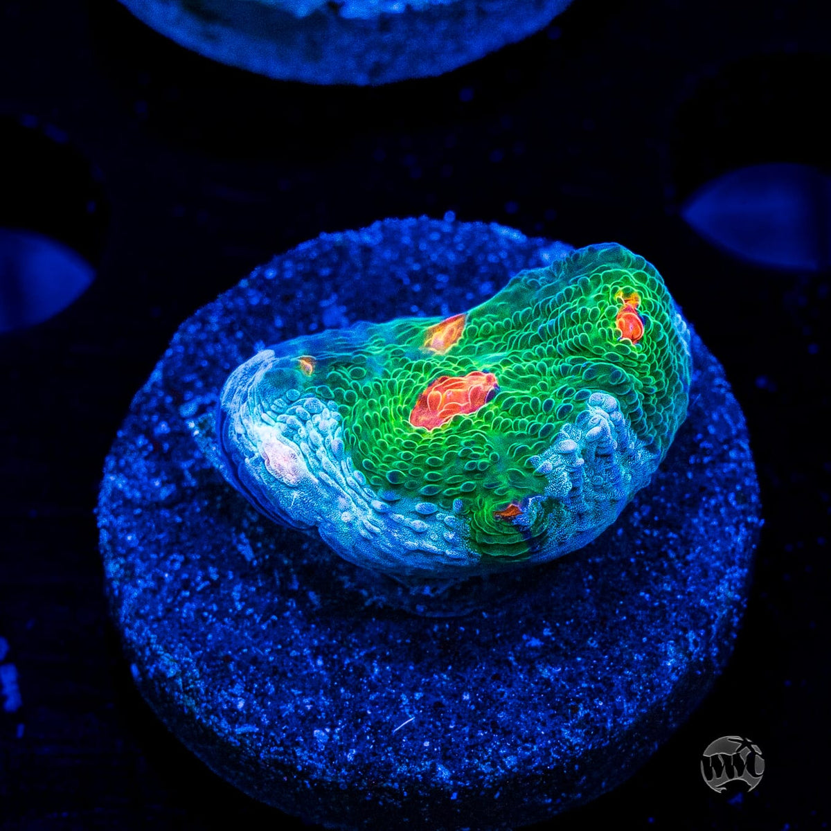 WWC Alien Agent Mycedium Chalice