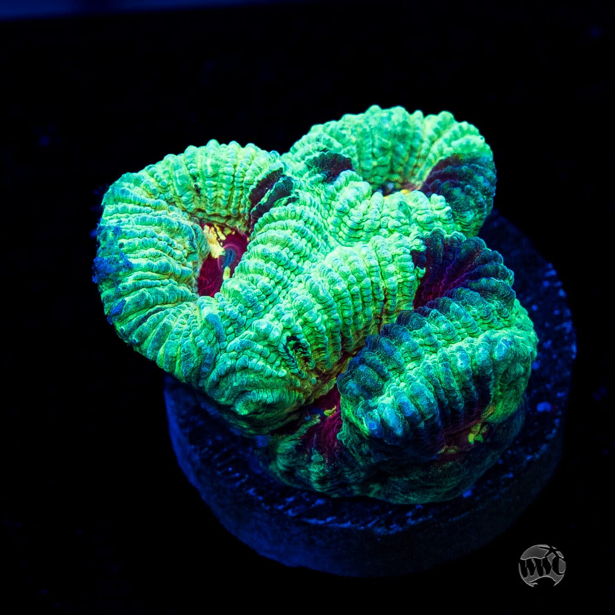 WWC Mint Massacre Favia