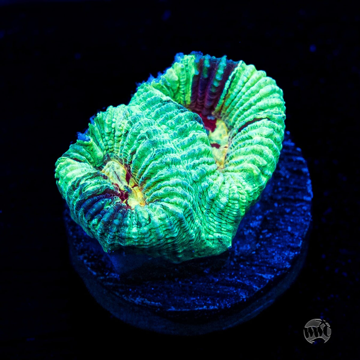 WWC Mint Massacre Favia