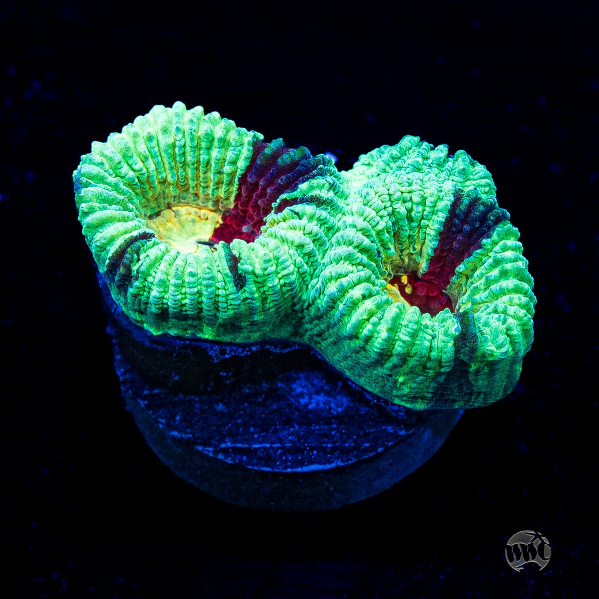 WWC Mint Massacre Favia