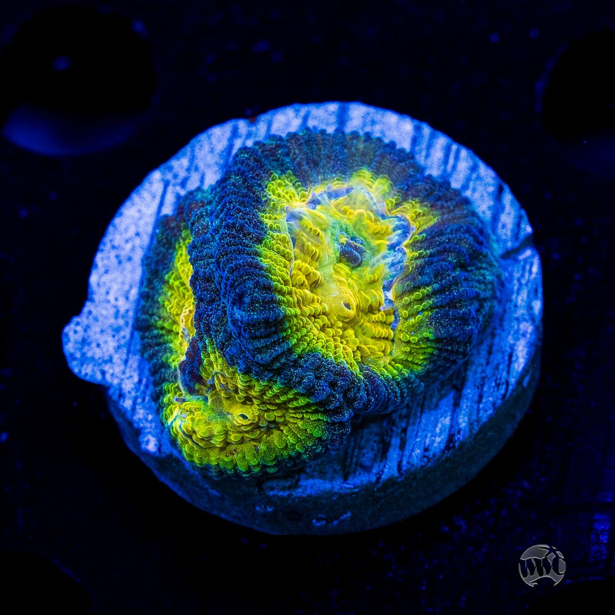 WWC Blue Lobster Favia