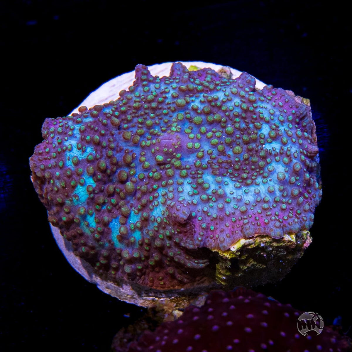 Lava Lamp Disco Mushroom