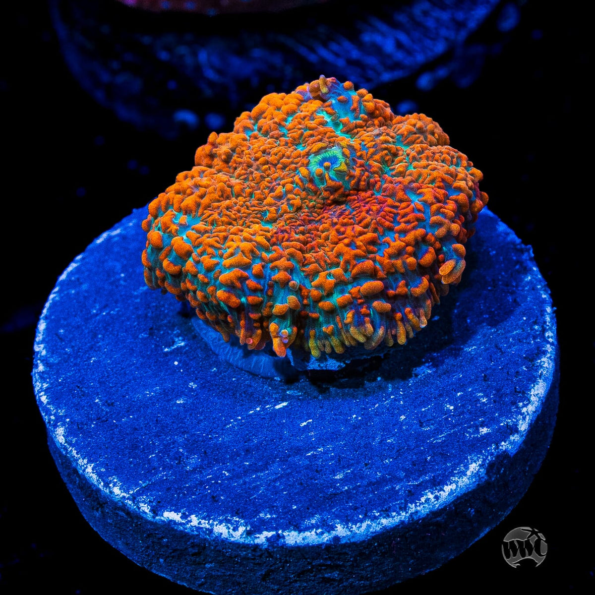 Half Baked Rhodactis Mushroom