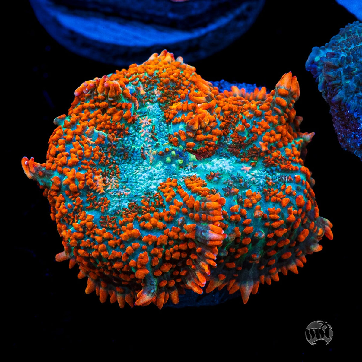 Half Baked Rhodactis Mushroom