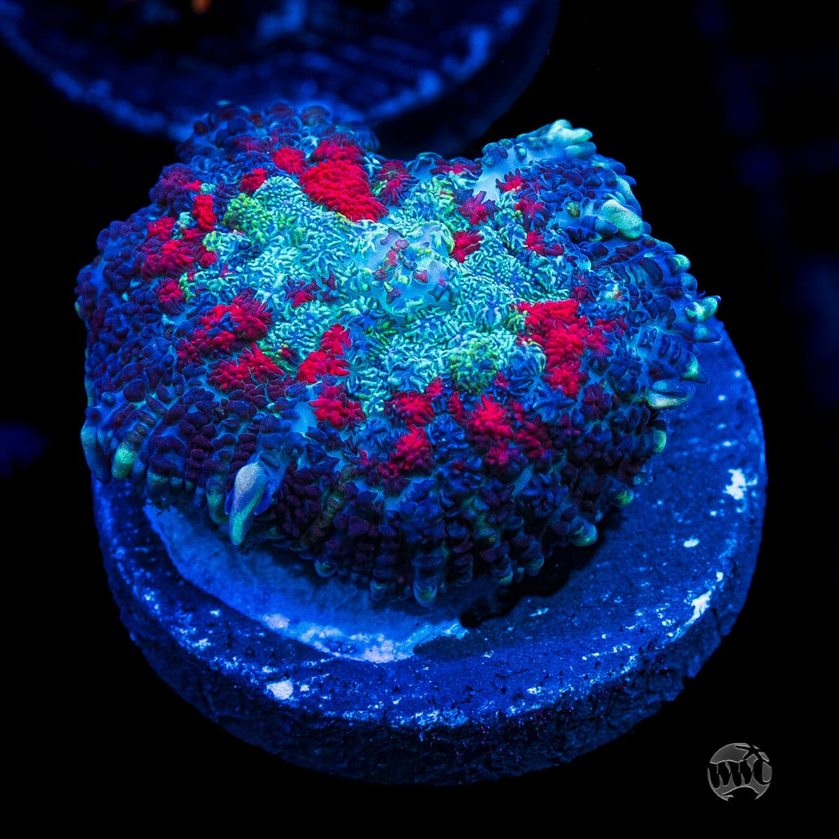 Rose Garden Rhodactis Mushroom