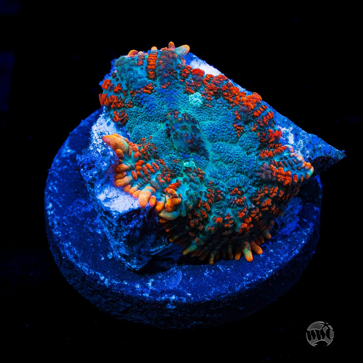 Orange Crush Rhodactis Mushroom