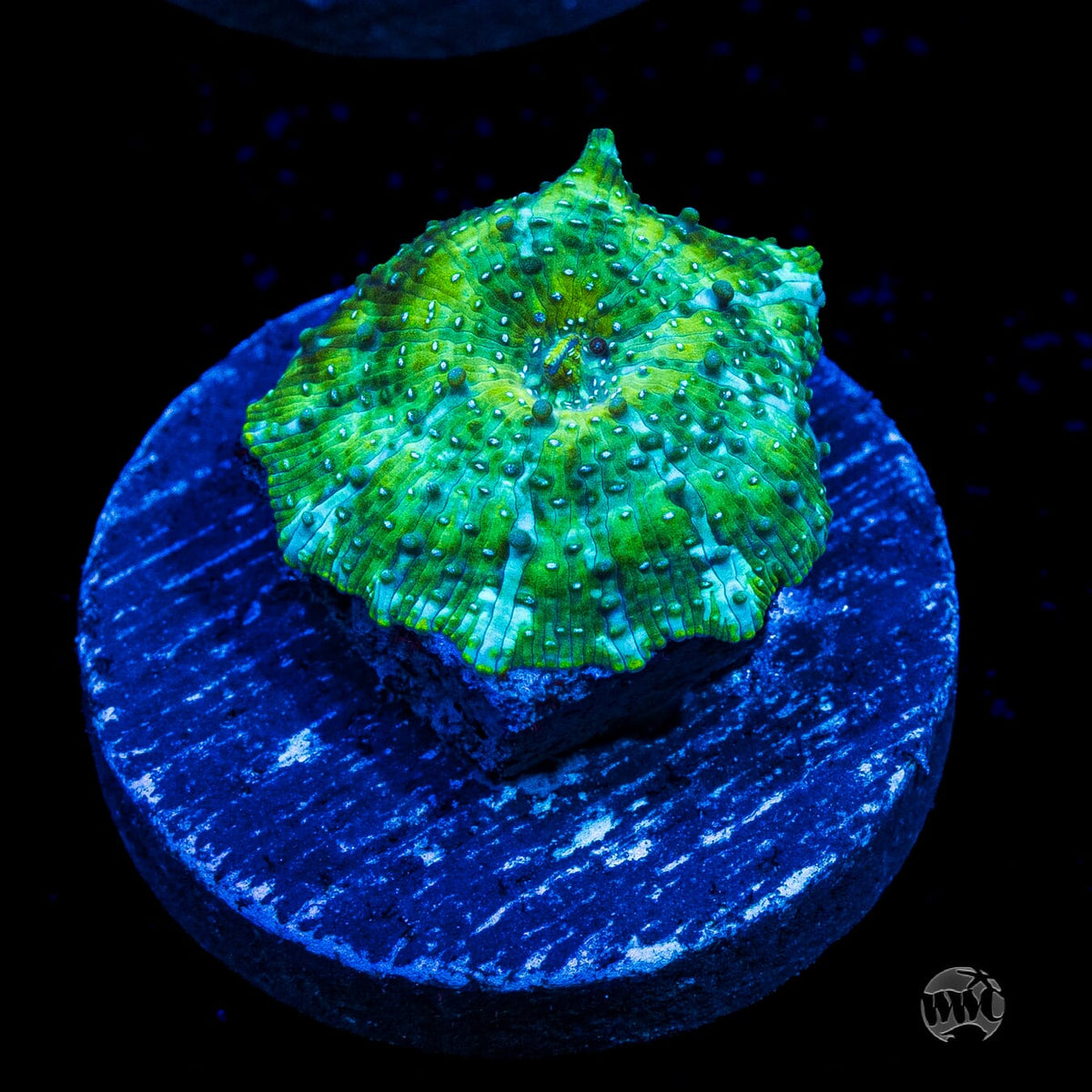 Trippin Iguana Disco Mushroom