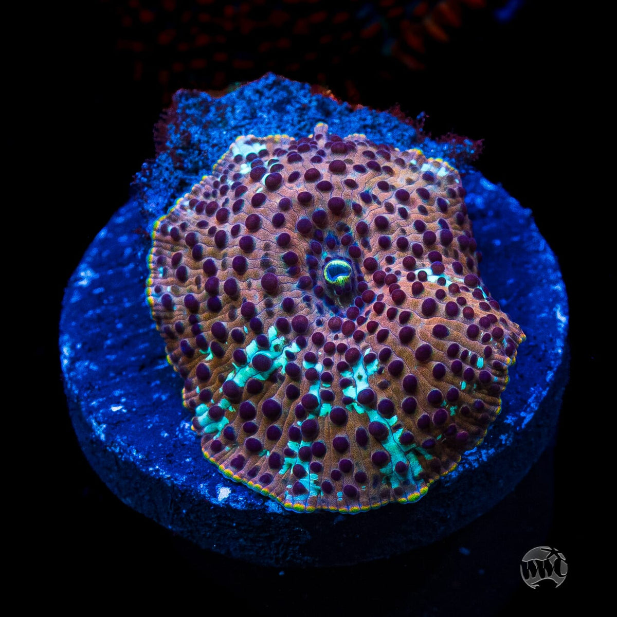 Tiger Eye Disco Mushroom