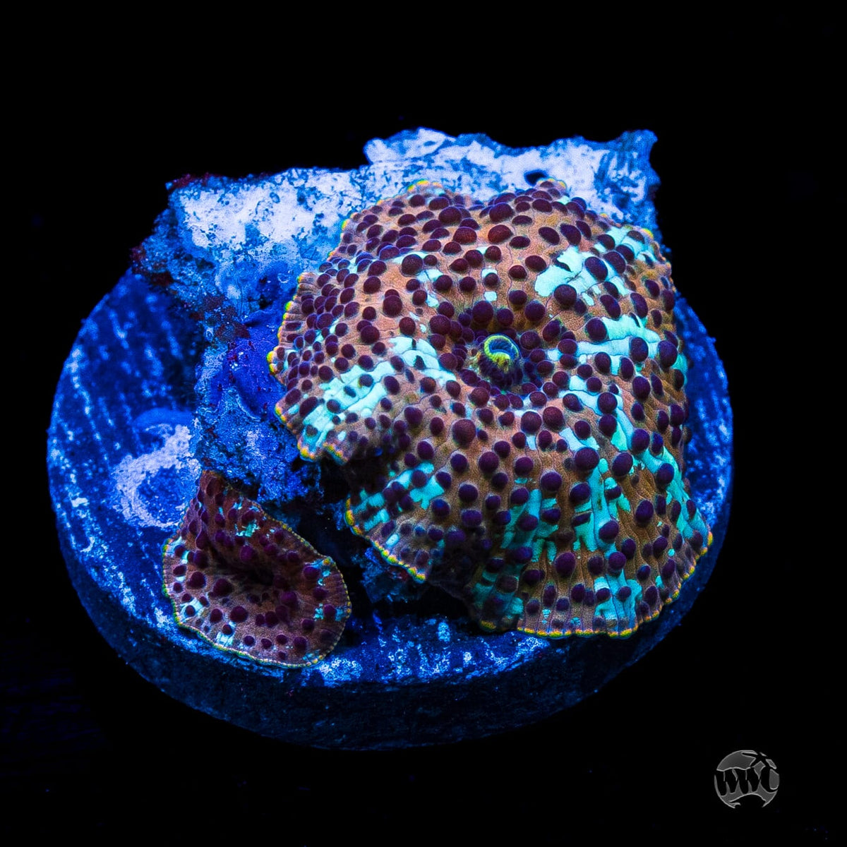 Tiger Eye Disco Mushroom
