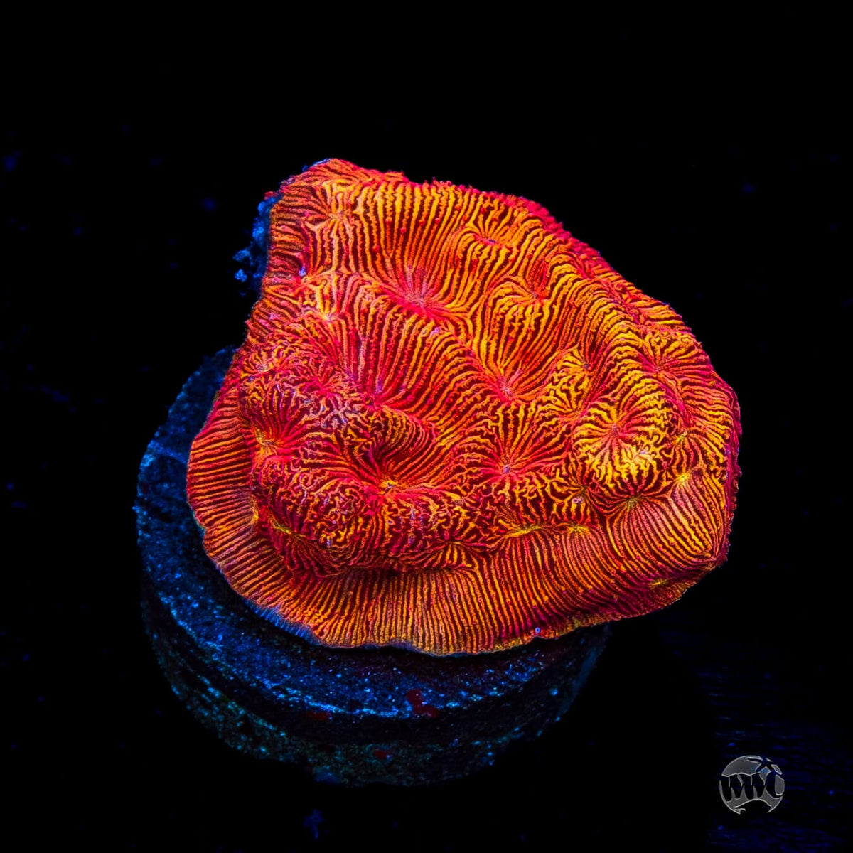 WWC Firebird Leptoseris