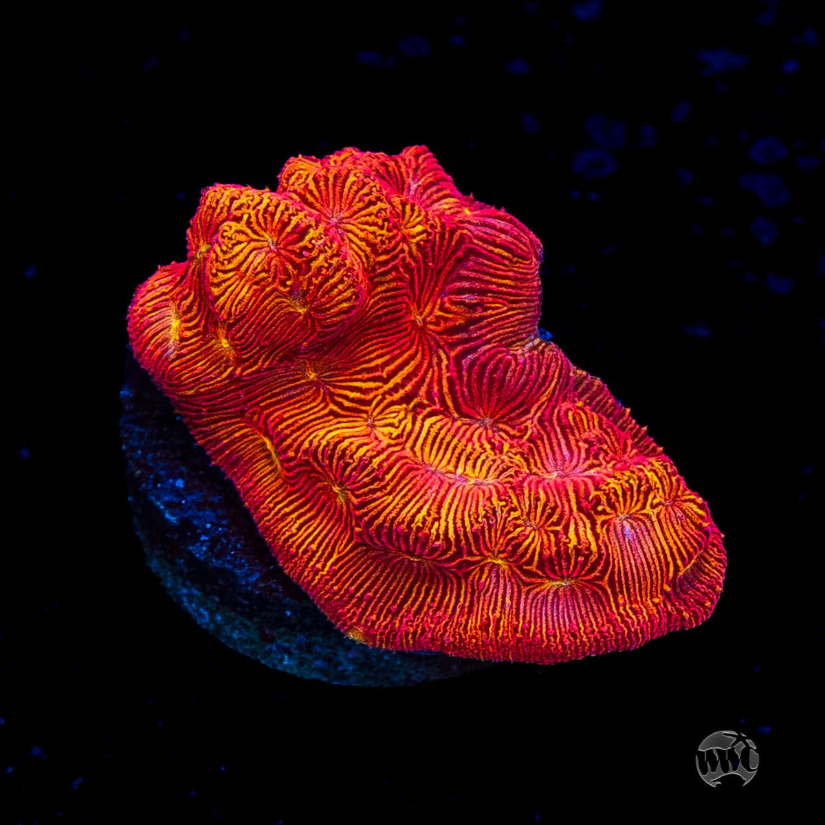 WWC Firebird Leptoseris