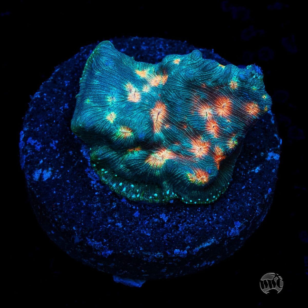 Jason Fox Lava Flow Leptoseris