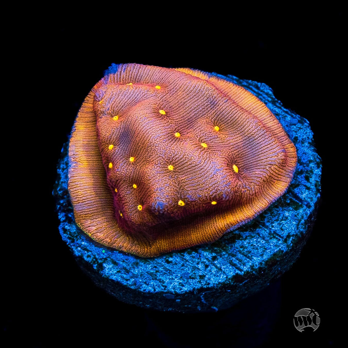 Jason Fox Sun God Leptoseris
