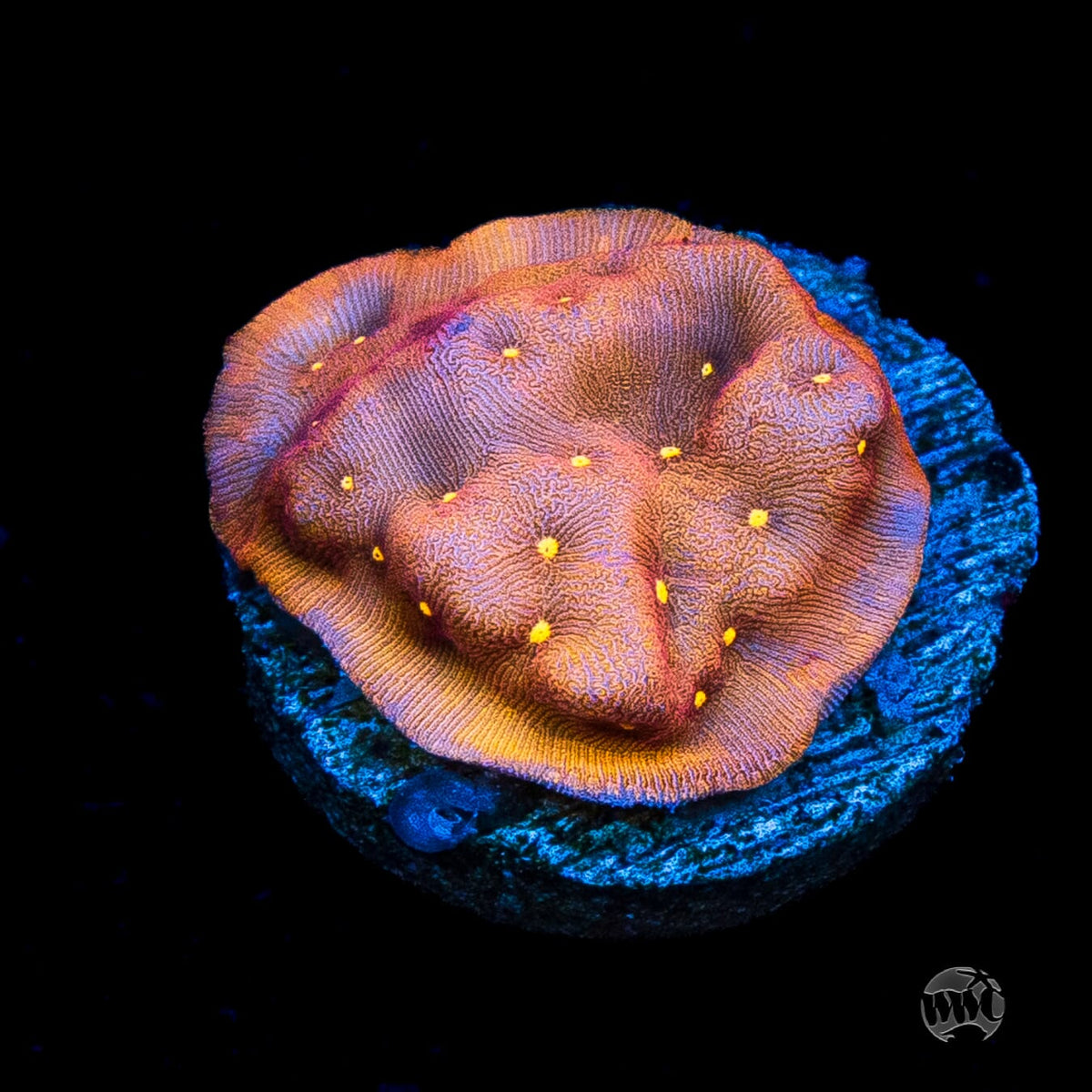 Jason Fox Sun God Leptoseris
