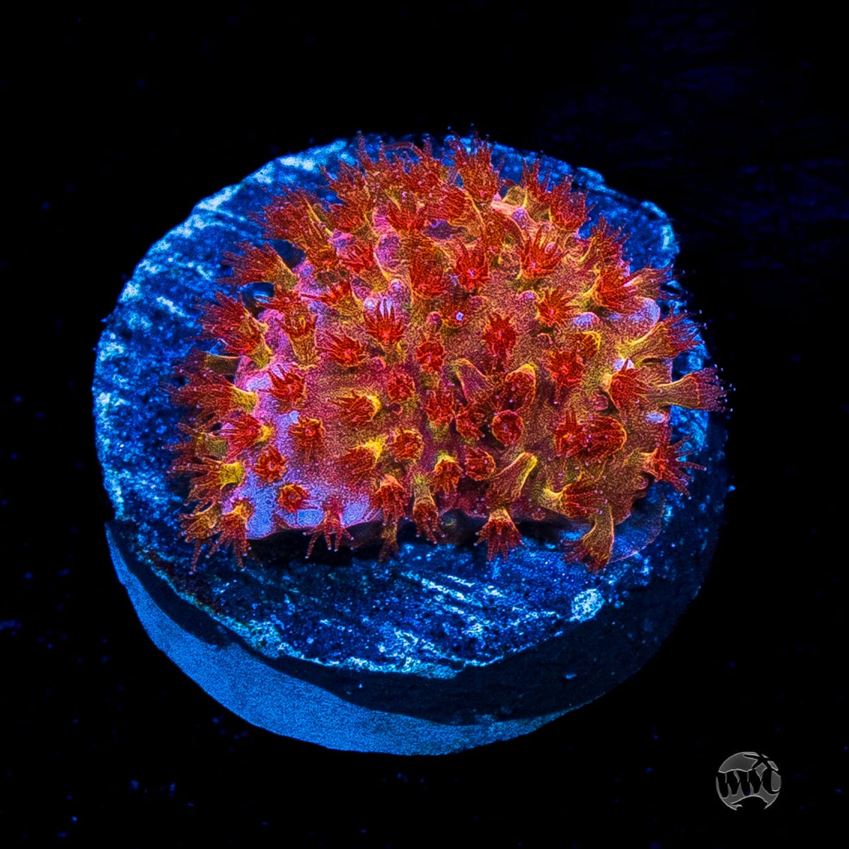 WWC Crimson Stylocoeniella