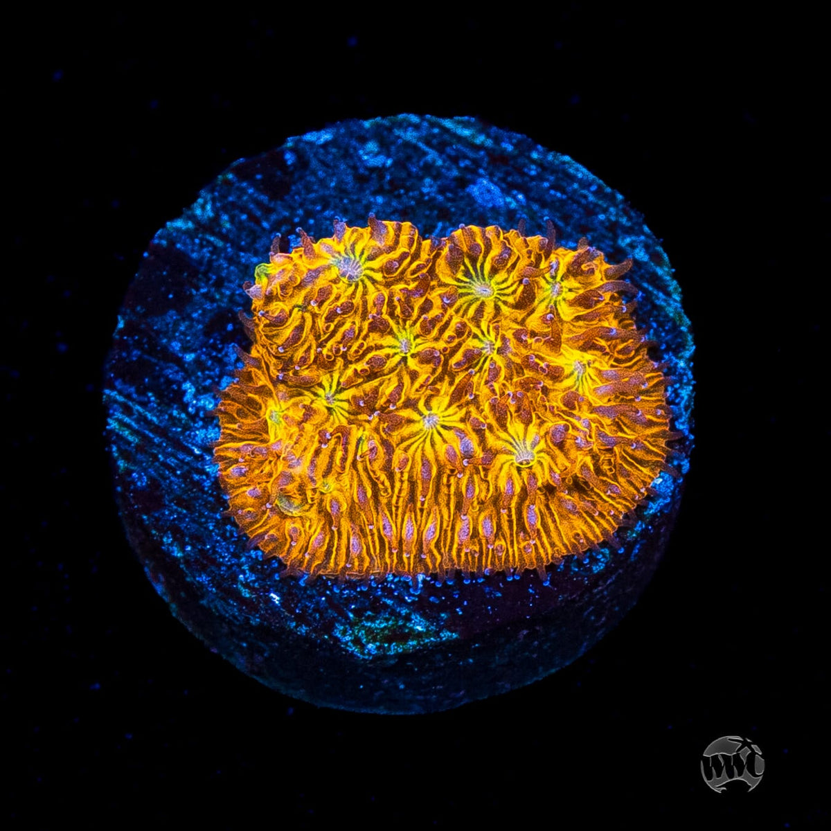 WWC C3PO Lithophyllon