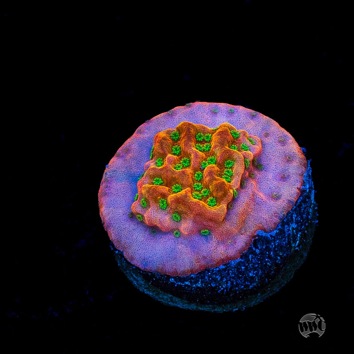 Sunset Imposter Montipora