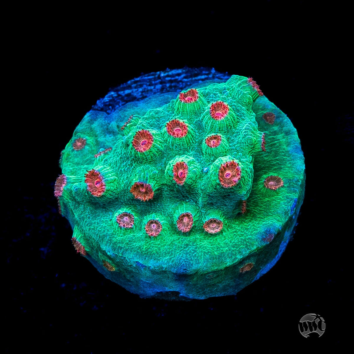 WWC Blow Pop Cyphastrea