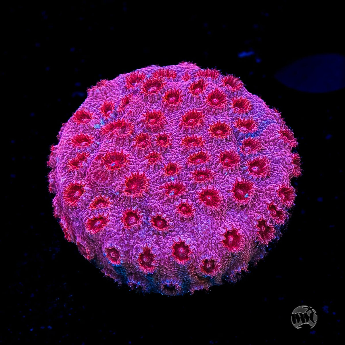 WWC Firestorm Cyphastrea