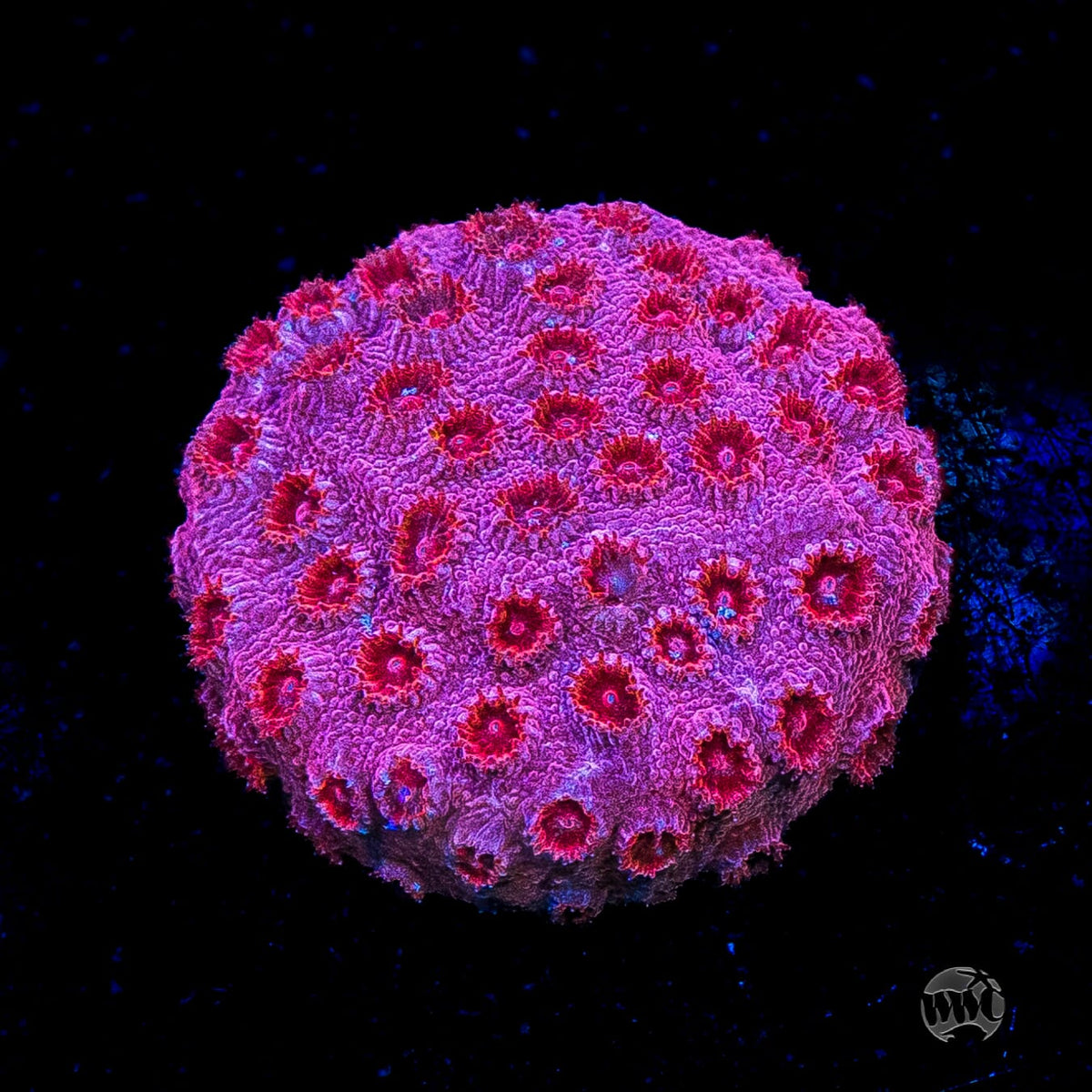 WWC Firestorm Cyphastrea