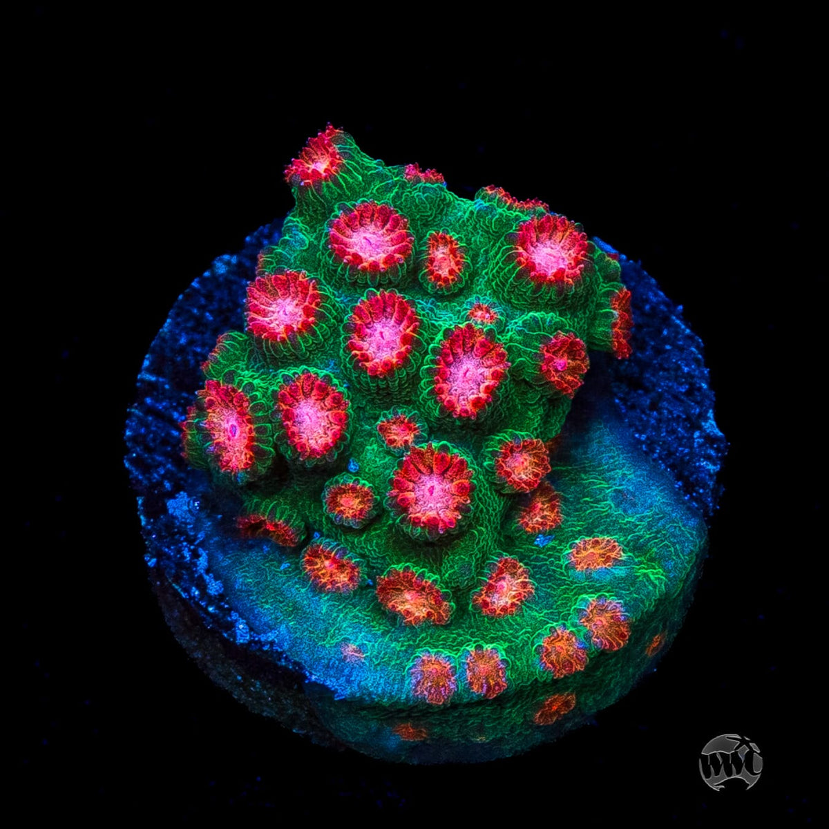 WWC Jingle Bells Cyphastrea