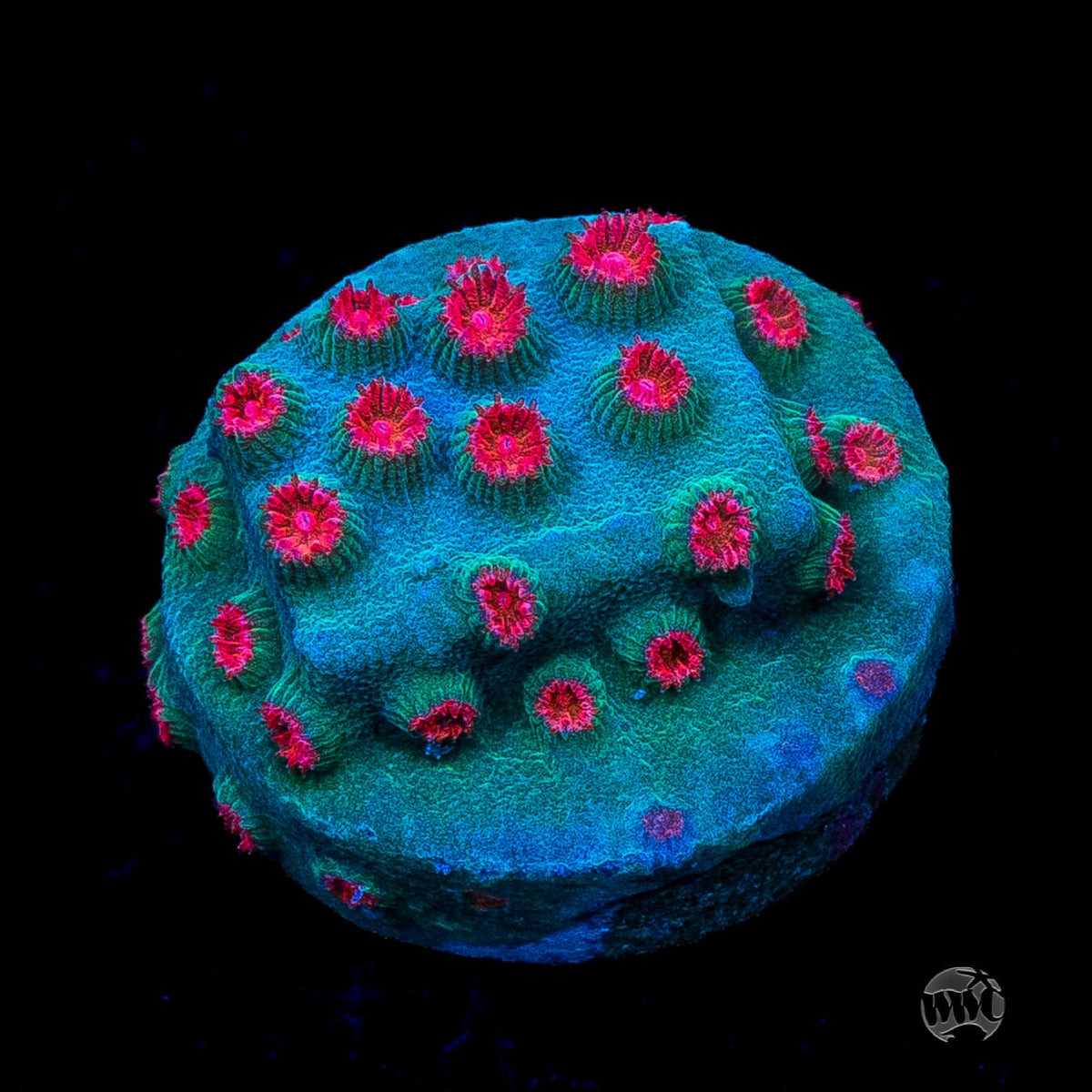 WWC Meteor Shower Cyphastrea
