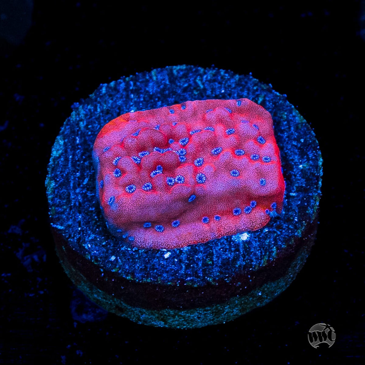 WWC Frost Mage Montipora