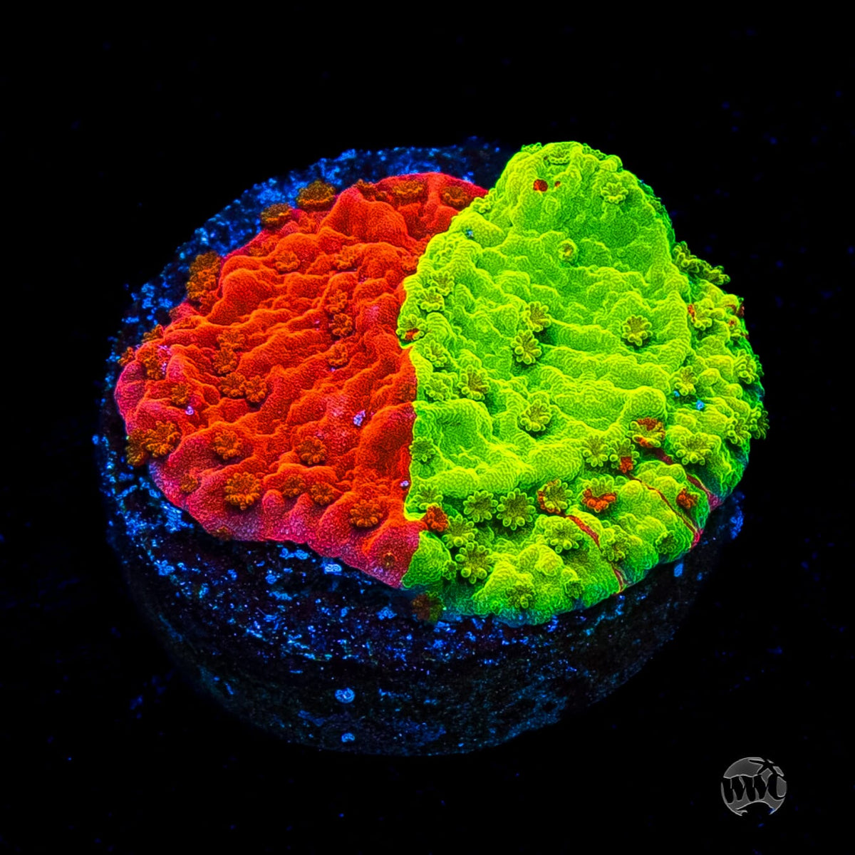 WWC Jaw Breaker Grafted Montipora