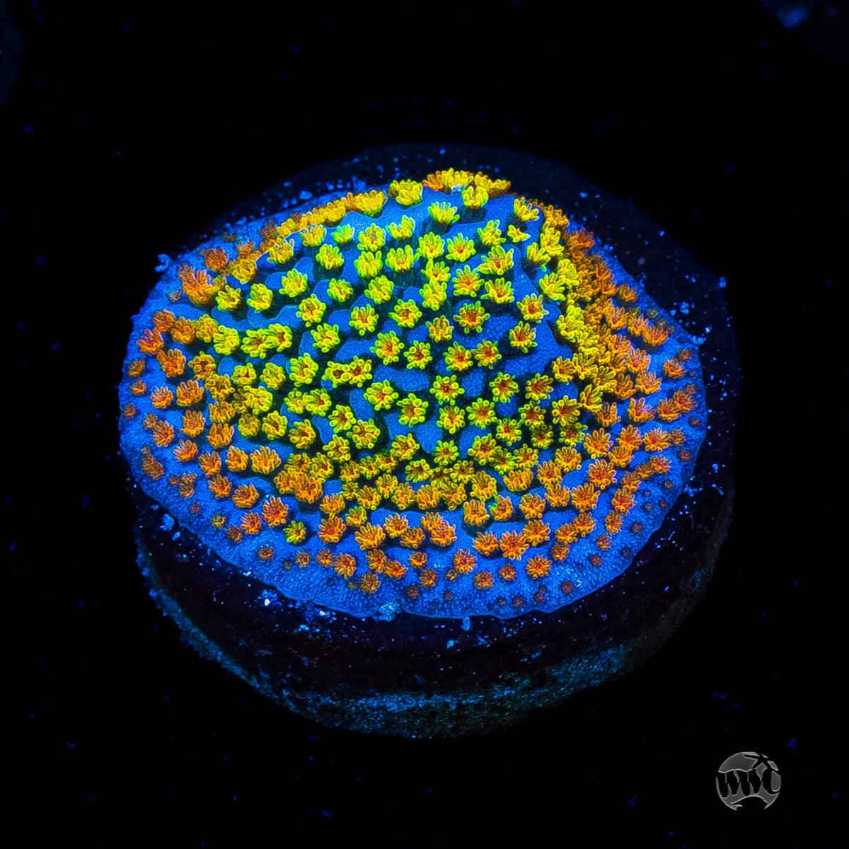 Jason Fox Fruity Pebbles Montipora