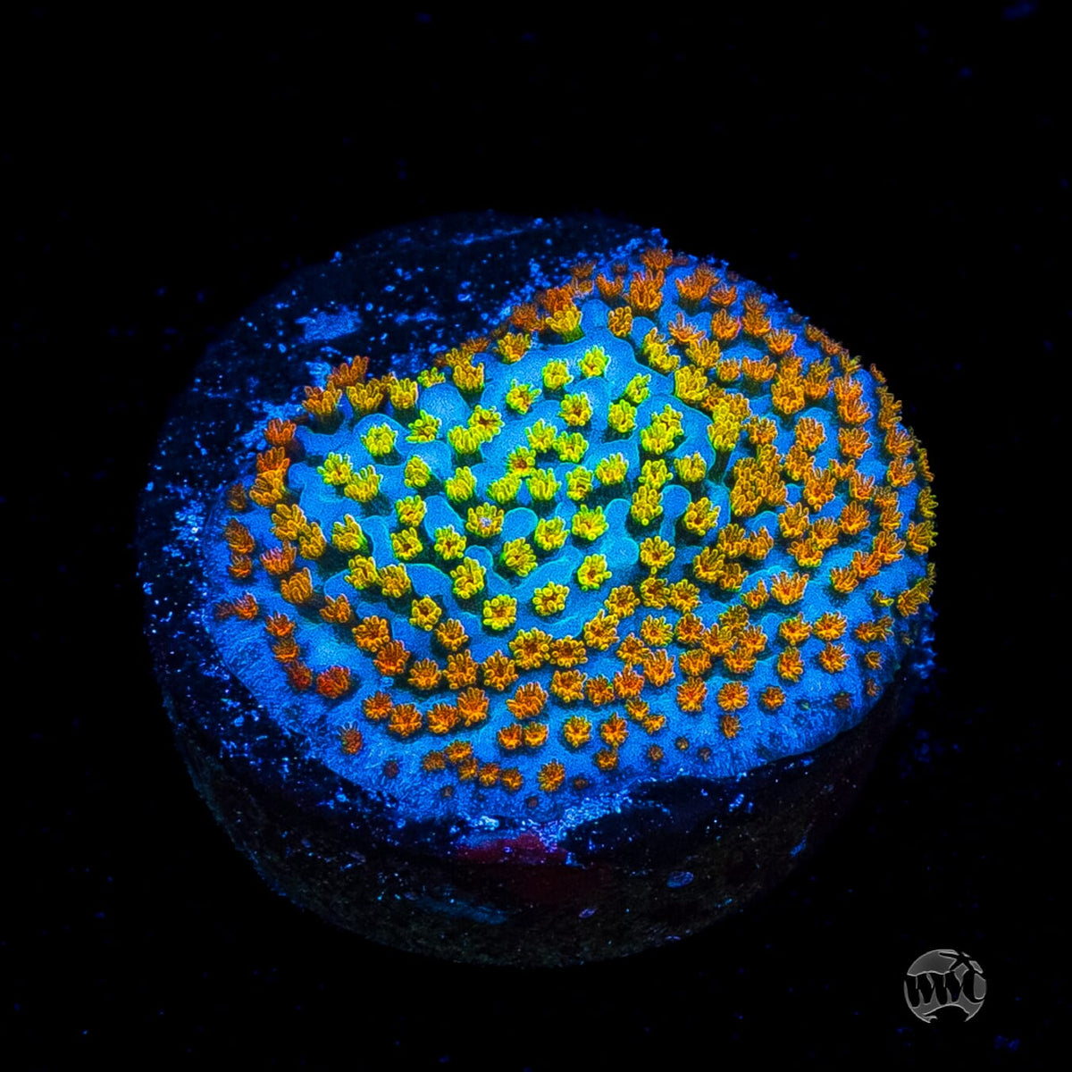 Jason Fox Fruity Pebbles Montipora