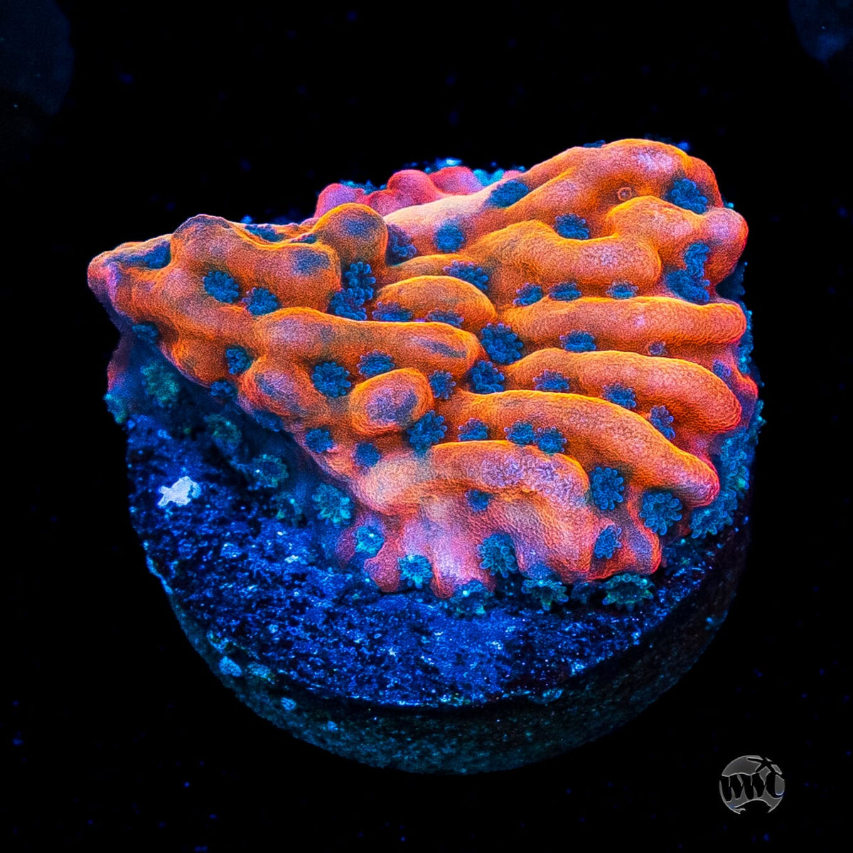 Jason Fox Altered Ego Montipora