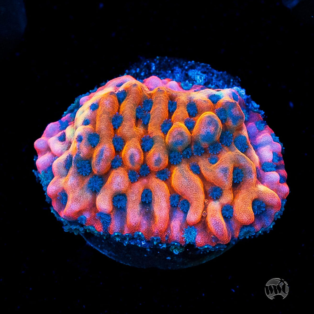 Jason Fox Altered Ego Montipora