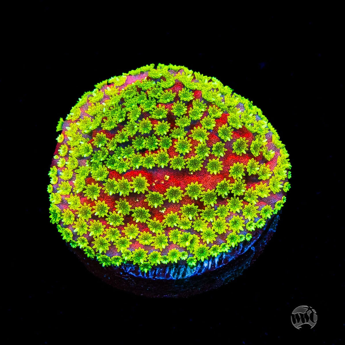 Sunset Montipora
