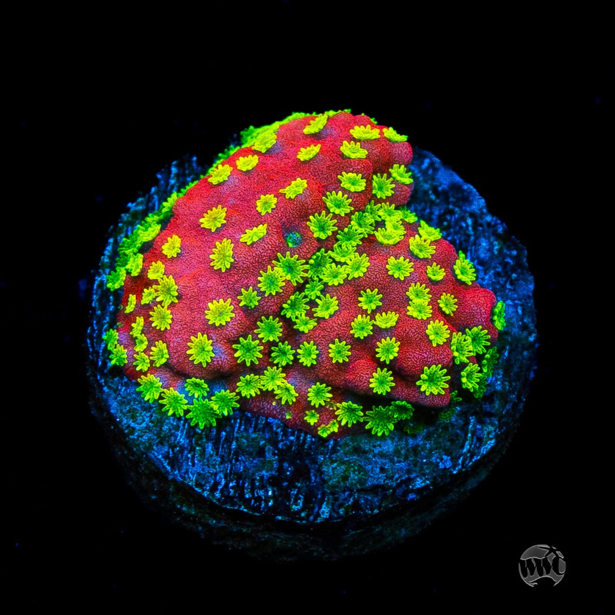 Sunset Montipora