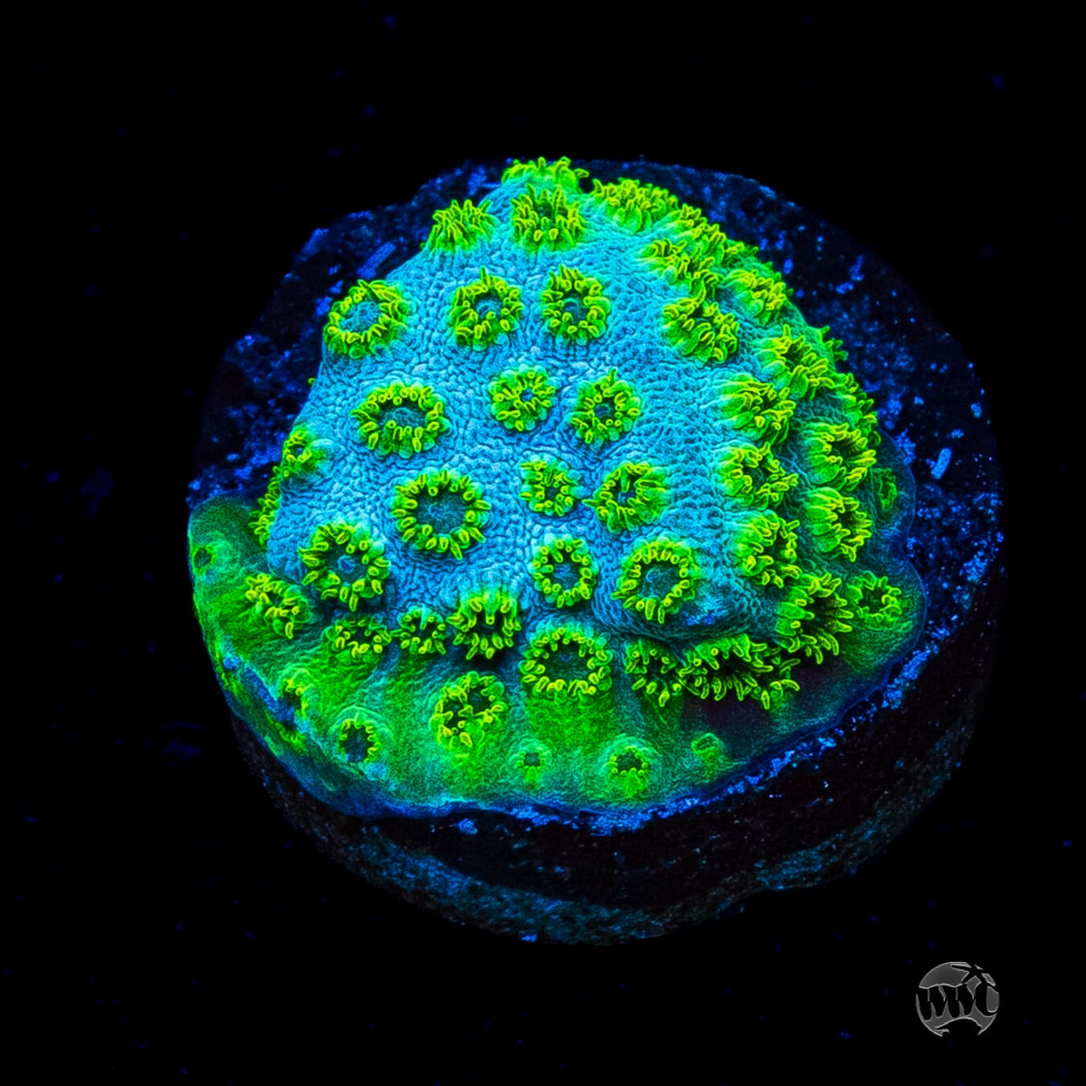 WWC Leafy Greens Cyphastrea