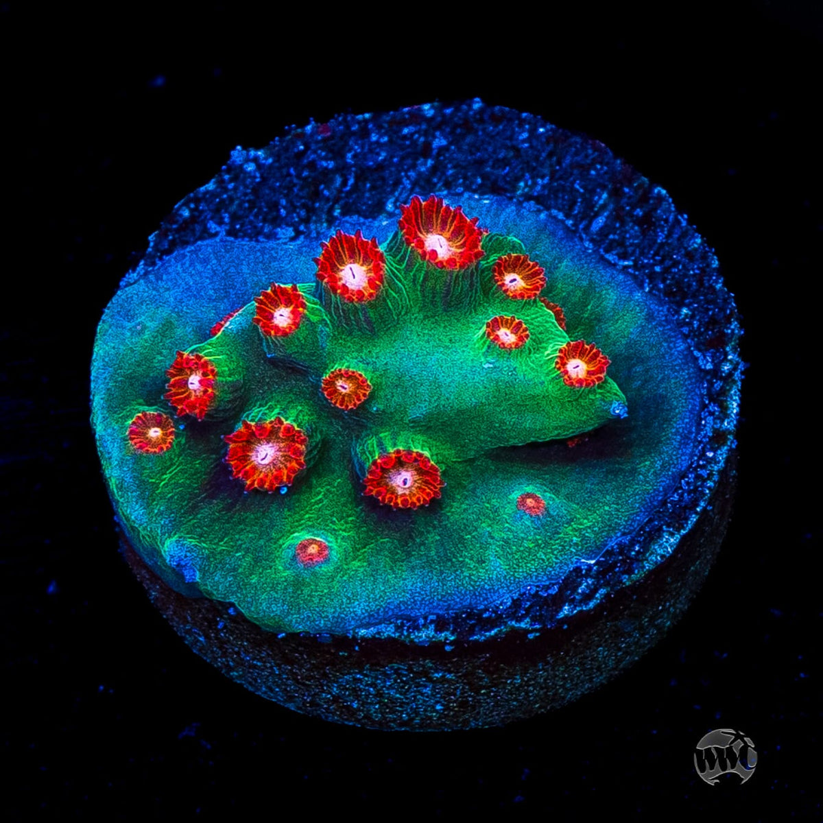 WWC Jingle Bells Cyphastrea