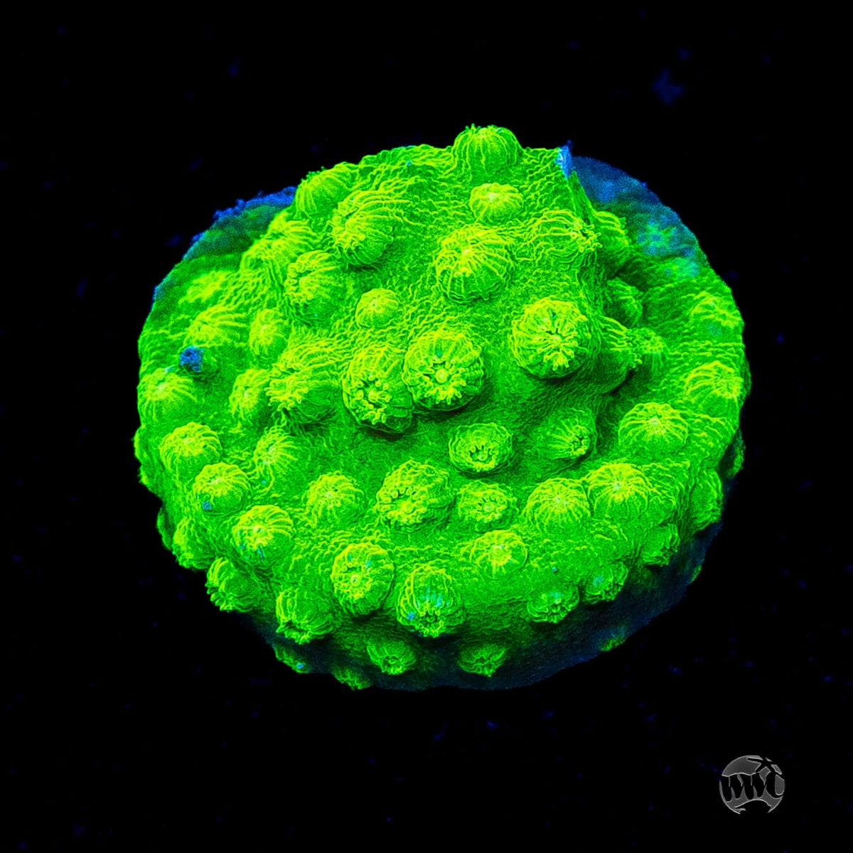 WWC Lime Green Cyphastrea