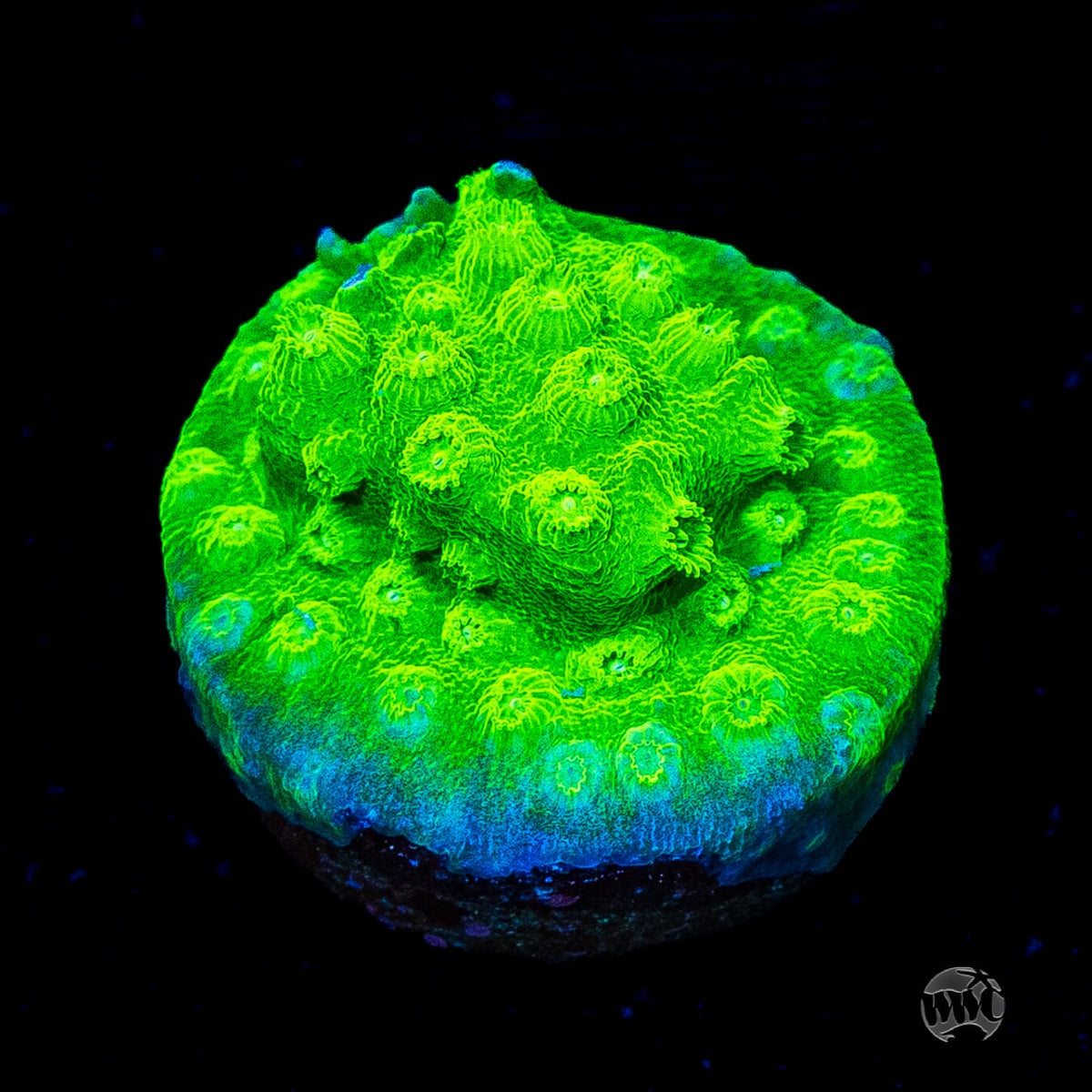 WWC Lime Green Cyphastrea