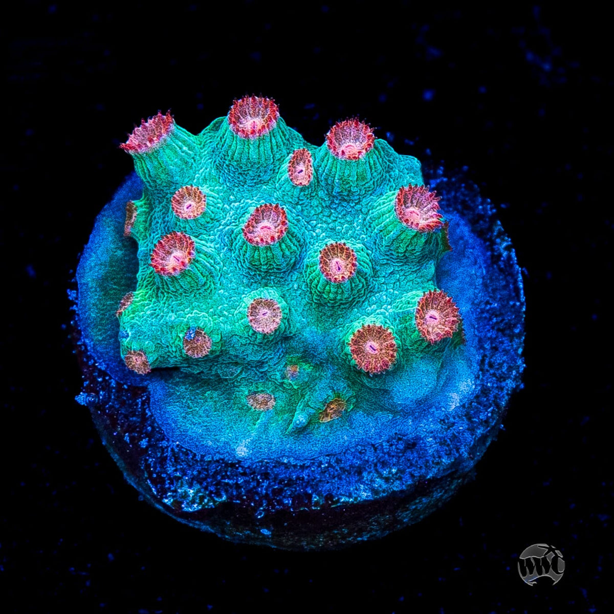 WWC Blow Pop Cyphastrea