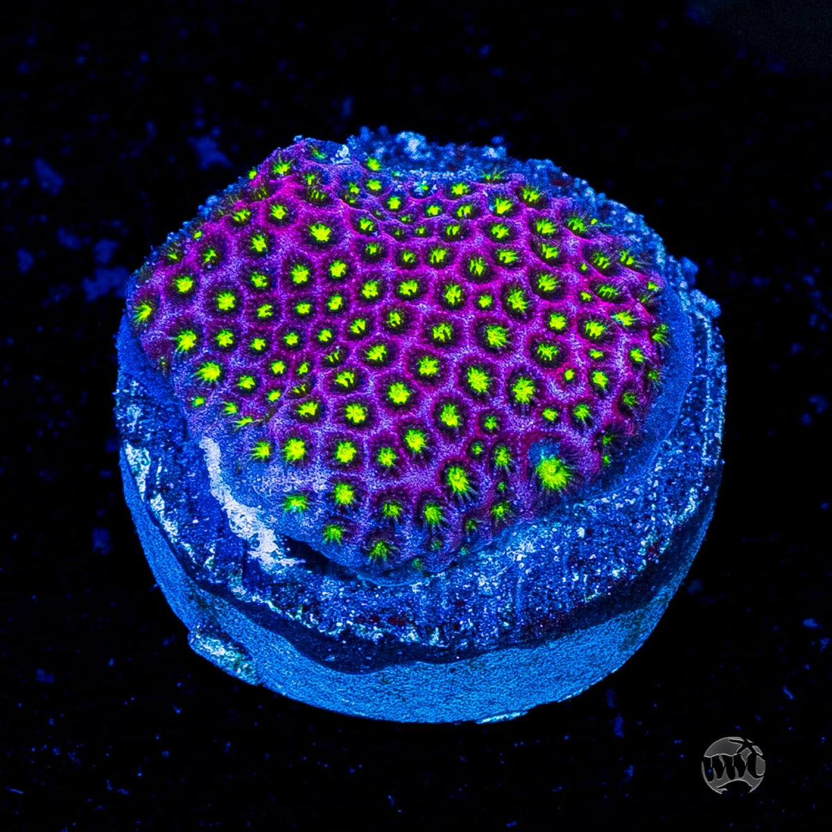 WWC Electric Daisy Stylocoeniella