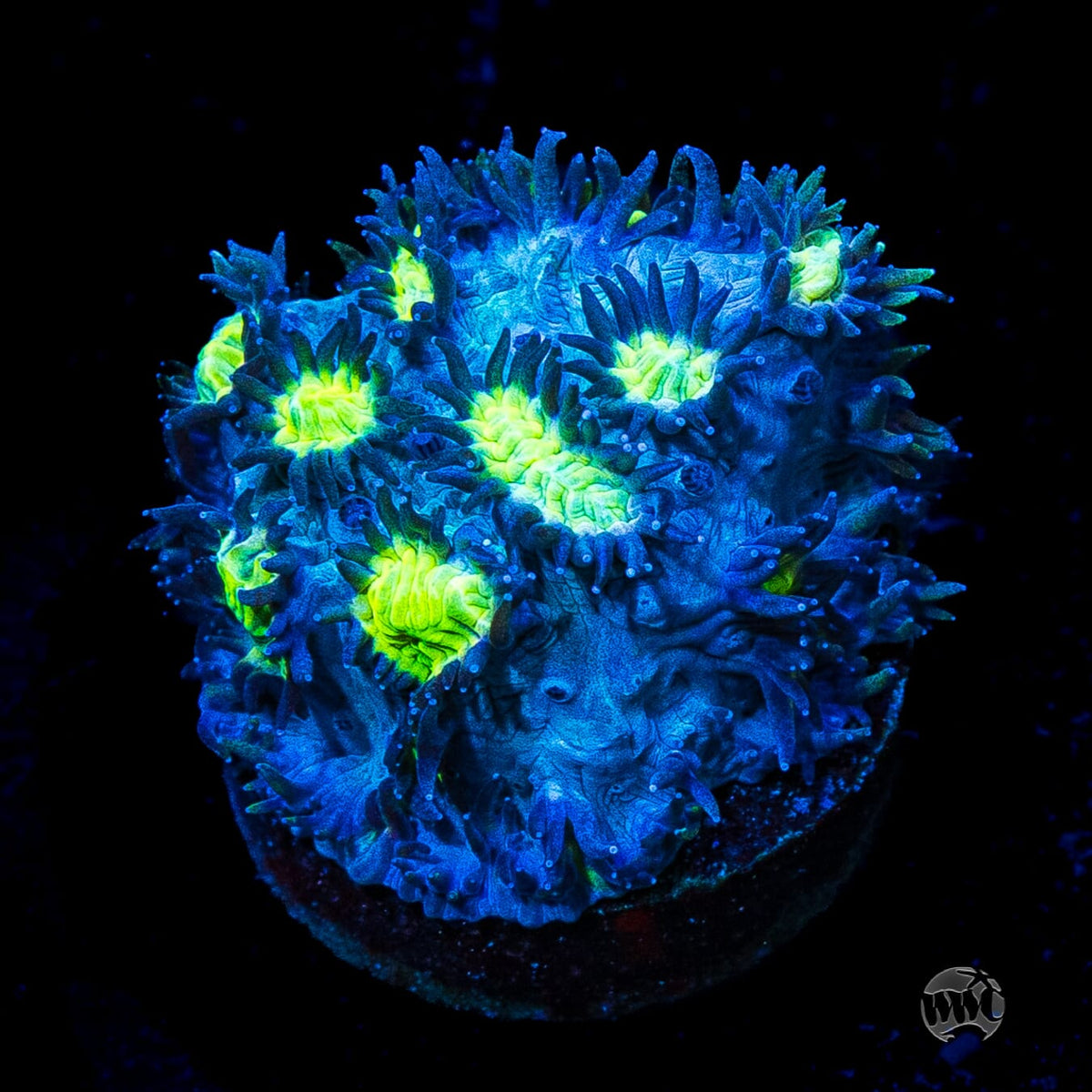 Jason Fox Blueberry Blast Hydnophora