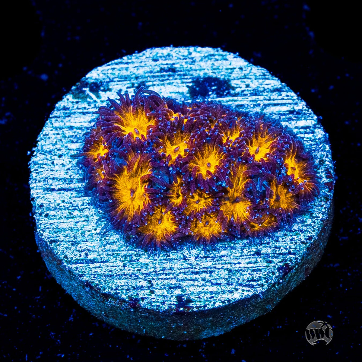 WWC Honeycomb Leptastrea